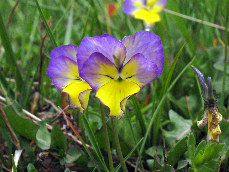 Il raduno in Val Camonica 8/6/2008